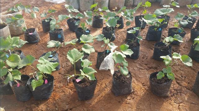 �ďU���ķ�֮�������ш@����Ҳ�ܞ���I(y��)���^����(y��ng)��(y��u)�|(zh��)���(y��ng)��õ��