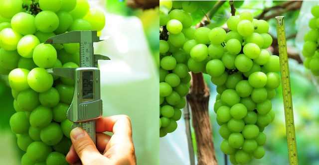 ���C(j��)���������Y���r(n��ng)���T�����ѹܼҞ��九(ji��)�s����(w��)�M(f��i)��15�f(w��n)