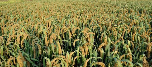 ��ע�ڿ��е��A�����Ƽ���Ҳ���������ܱO(ji��n)�؎����ľ���(zh��n)�c��Ч