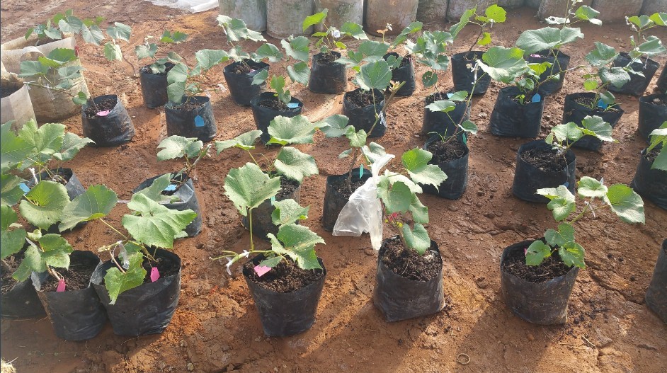 �����a(ch��n)�I(y��)��ؚʾ���������ǻ��r(n��ng)�I(y��)��(bi��o)��(zh��n)�����a(ch��n)