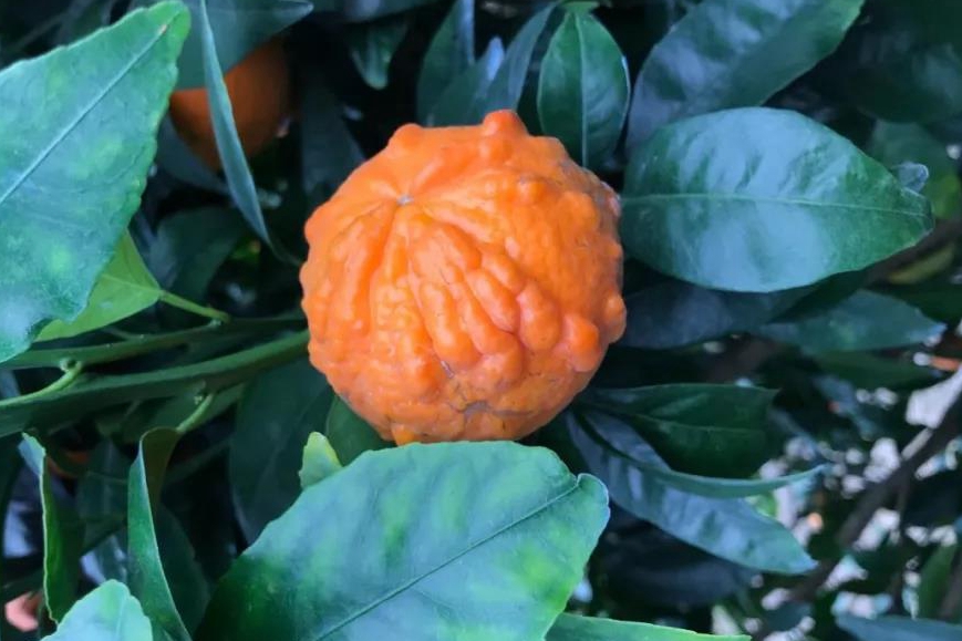 �V���ָ������ǻ��r(n��ng)�I(y��)��������(x��)Ʒ��