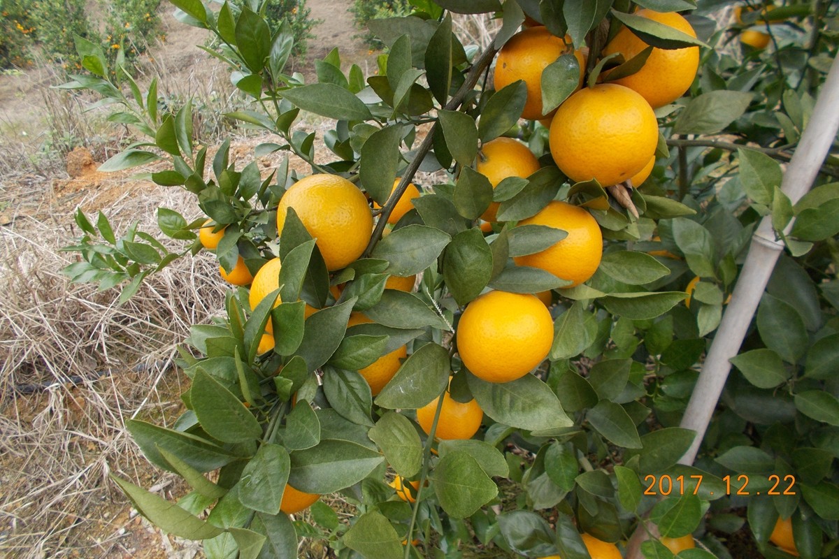 �V���ָ������ǻ��r(n��ng)�I(y��)��������(x��)Ʒ��