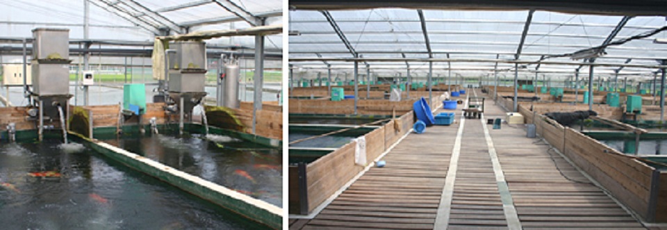 ˮ�a(ch��n)�B(y��ng)ֳҲ�ܴ���ǻ��r(n��ng)�I(y��)��(sh��)�F(xi��n)����(zh��n)��Ч�B(y��ng)ֳ