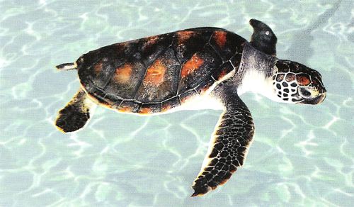 һ��һƷ���Sɳ�M�塱�o���ǻ��r(n��ng)�I(y��)��������(du��)���Mȫ����Դ