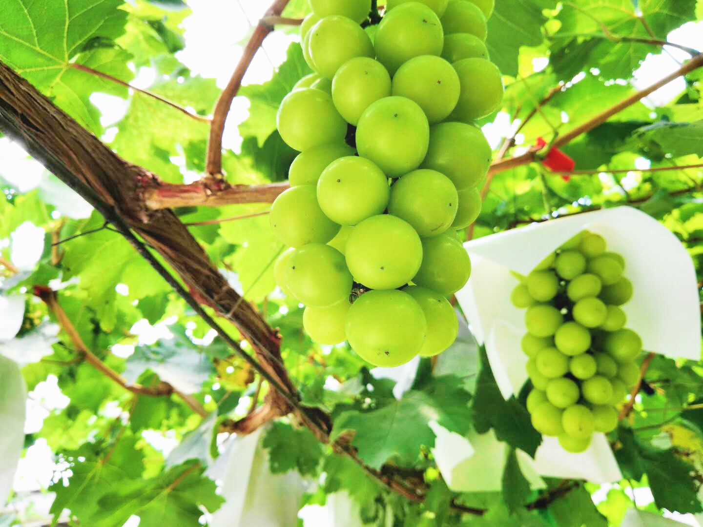 �읙�������a(ch��n)��(sh��)�(y��n)���؏ķN���N����Ʒ�|(zh��)ꖹ�õ���ϼ�����̳�