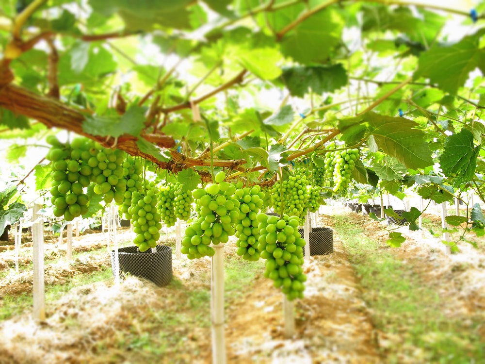 �읙�������a(ch��n)��(sh��)�(y��n)���؏ķN���N����Ʒ�|(zh��)ꖹ�õ���ϼ�����̳�