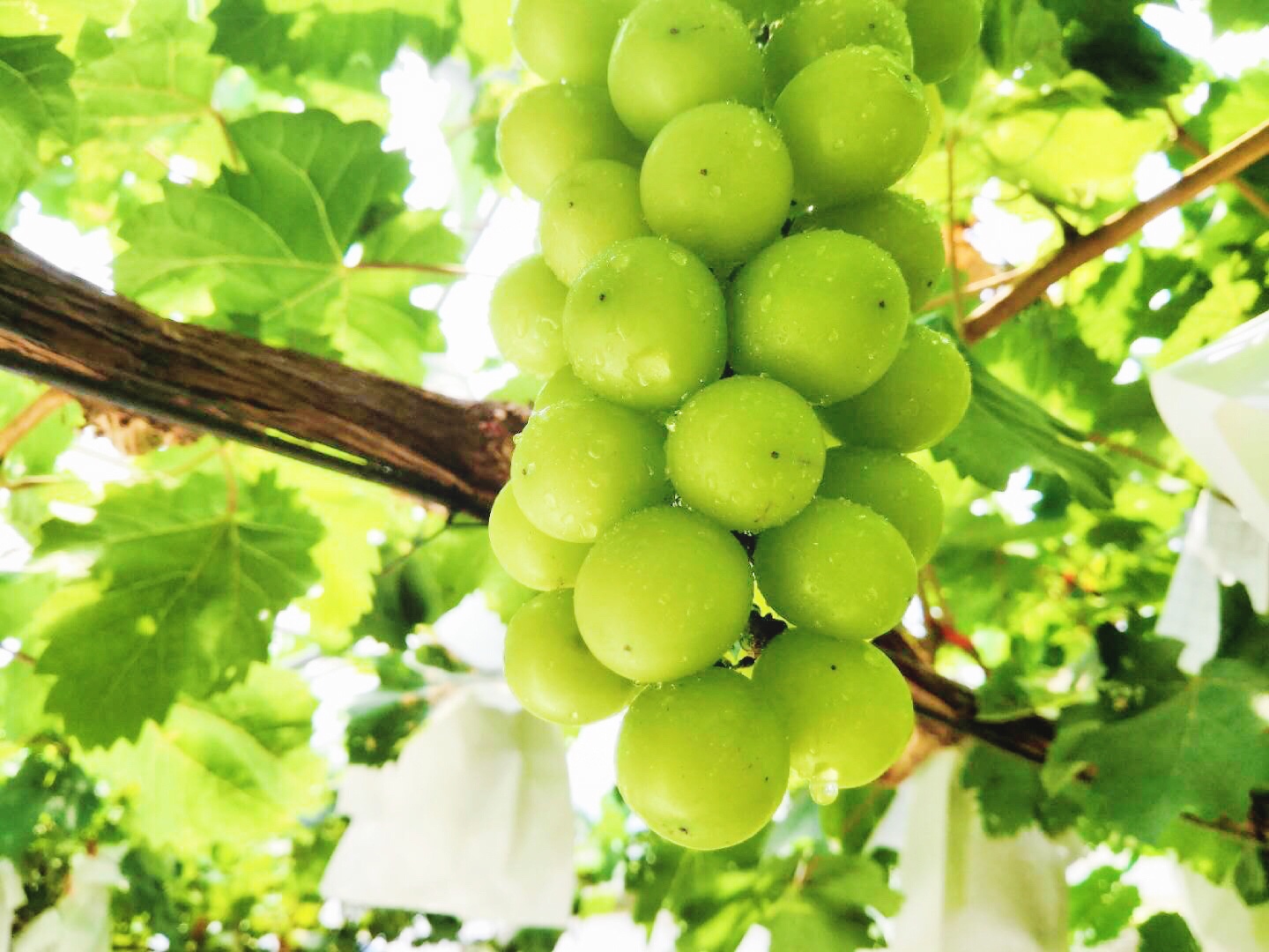 �읙�������a(ch��n)��(sh��)�(y��n)���؏ķN���N����Ʒ�|(zh��)ꖹ�õ���ϼ�����̳�