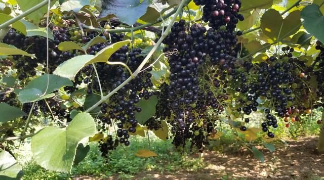 �V�����������r(n��ng)�a(ch��n)Ʒ��Դ���_�N��ͨ·��Ұ��ɽ�����߳���ɽ