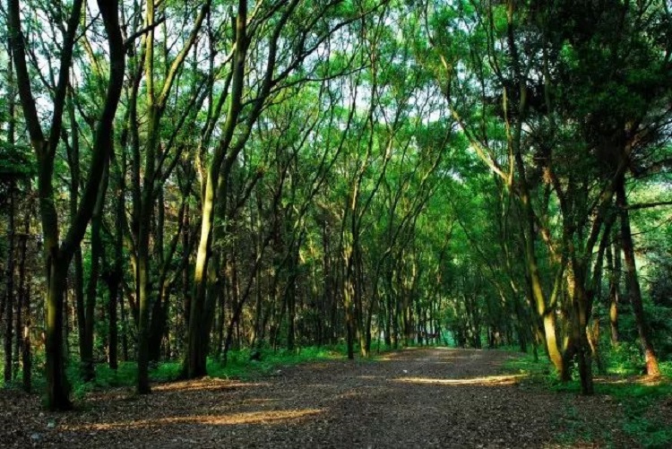 �V���������T(m��n)��ɭ�ֹ��@�����ǻ��r(n��ng)�I(y��)���g(sh��)������ɭ�ֻ��(z��i)��������