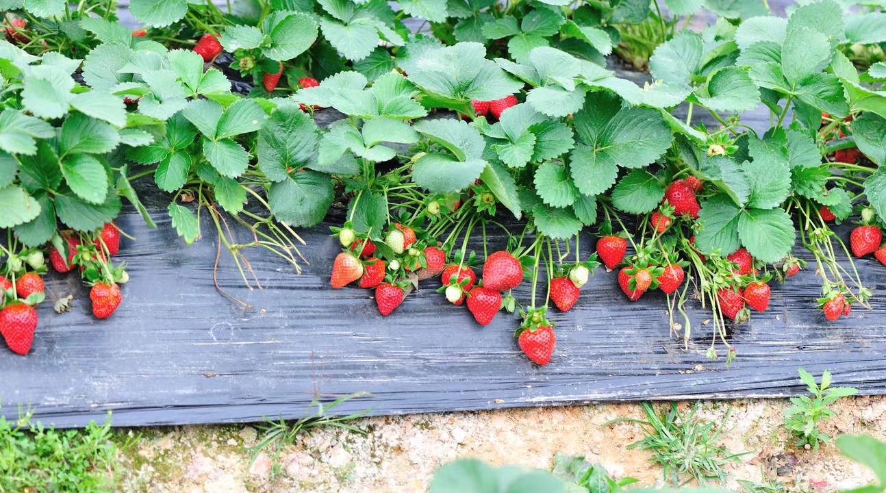 ����ʹ��ݮ���ֵ�c��������ı����ǈԶ����ƵĘ�(bi��o)��(zh��n)������