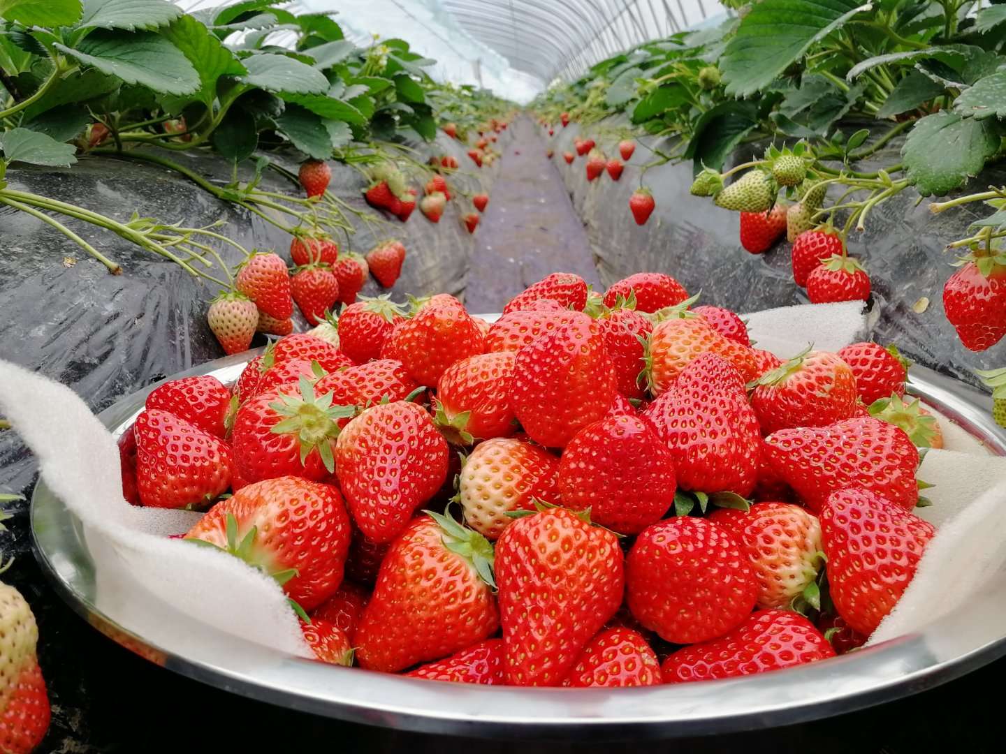 ����ʹ��ݮ���ֵ�c��������ı������ǈԶ����ƵĘ�(bi��o)��(zh��n)������