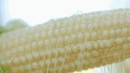 ��΢��ˮ�����ס����H��ζ�ٵĄ�(chu��ng)�������ǘ�(bi��o)��(zh��n)�Nֲ����������