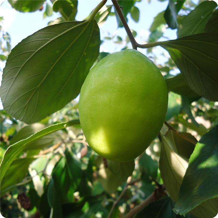 �@���B(y��ng)����ȫ�h����ġ�Ԫ�\���������������Ϙ˜ʻ��D(zhu��n)���¸�֮·