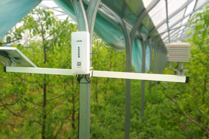 大荔冬棗 大荔冬棗